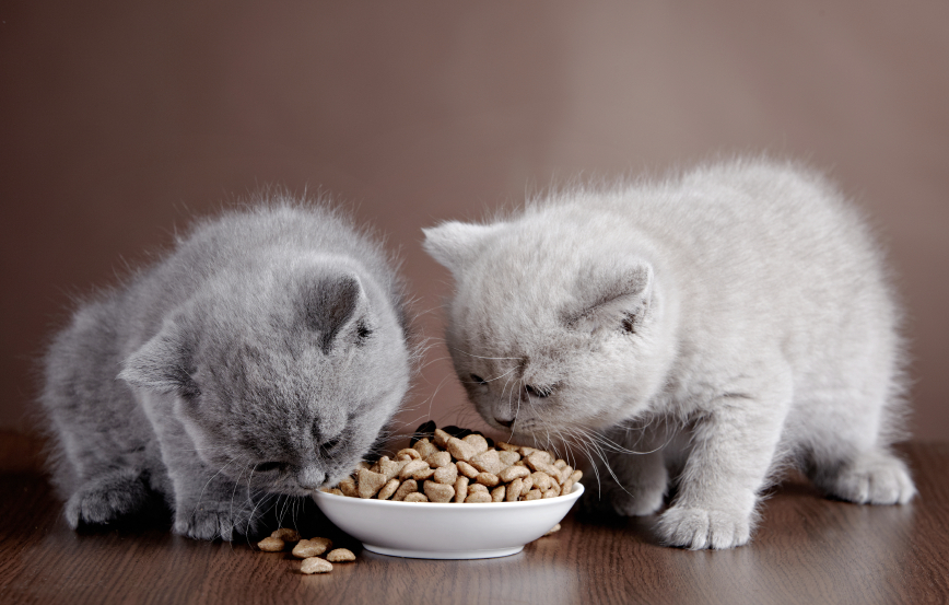 Kačių maistas